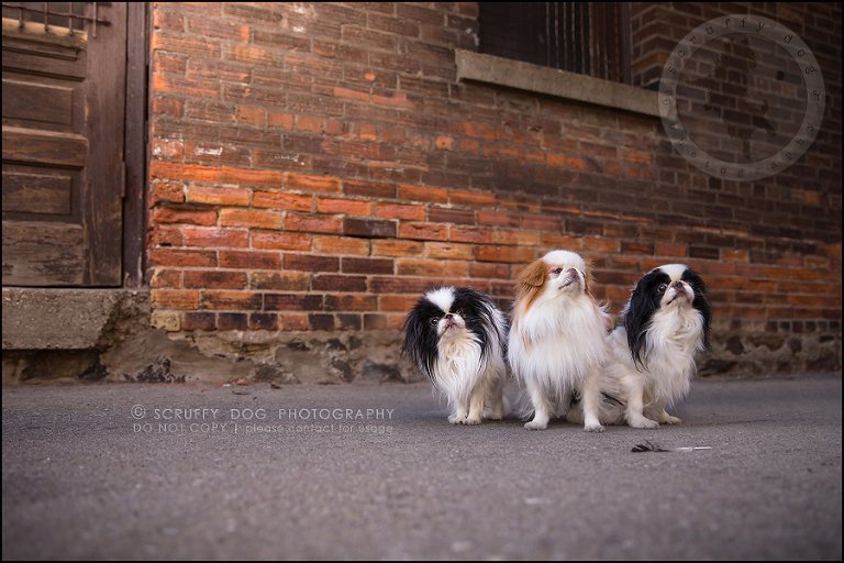 04_Toronto_pet_photographer_Japanese_chins_boey huey zoey szeto-153-163