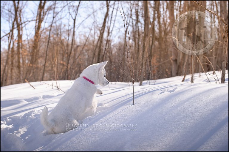 04_ontario_pet_photographer_alame huskies-60