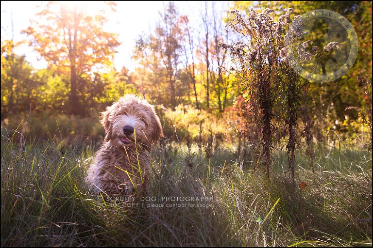 04_toronto_pet_photographer_amadeus wilcox-238