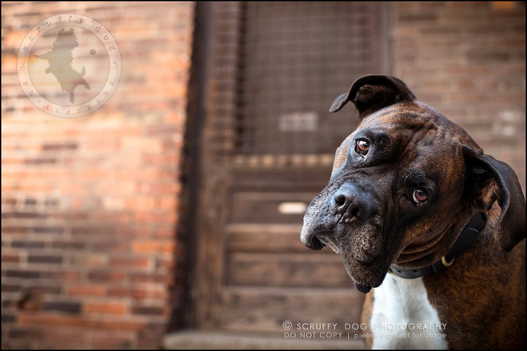 04_windsor_ontario_pet_photographer_capone echo barnett-26