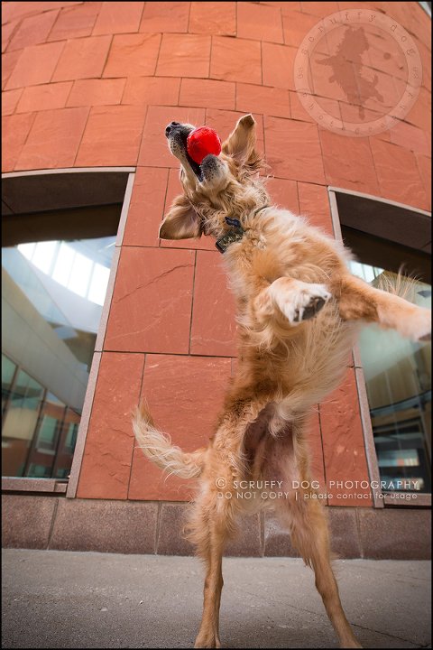 05_Kitchener_ontario_pet_photographer_bruin dawson smith-182