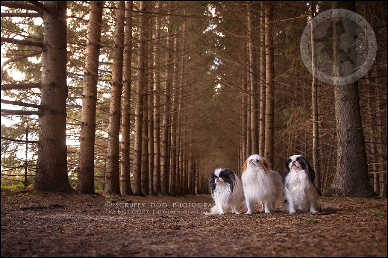 05_Toronto_pet_photographer_Japanese_chins_boey huey zoey szeto-216