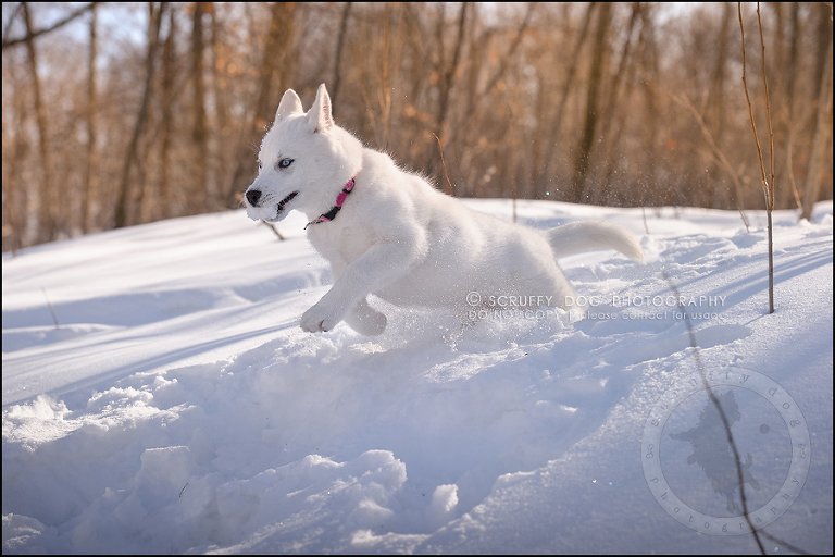 05_ontario_pet_photographer_alame huskies-80