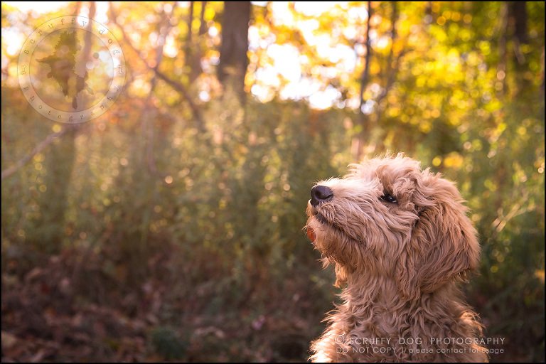 05_toronto_pet_photographer_amadeus wilcox-317