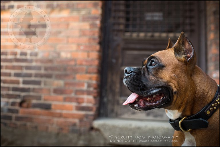 05_windsor_ontario_pet_photographer_capone echo barnett-211