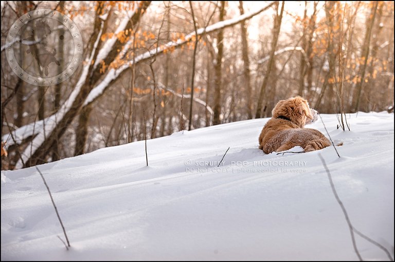 05toronto_ontario_pet_exclusive_photographer_diesel muffin hopkins-226