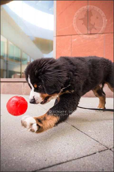 06_Kitchener_ontario_pet_photographer_bruin dawson smith-140