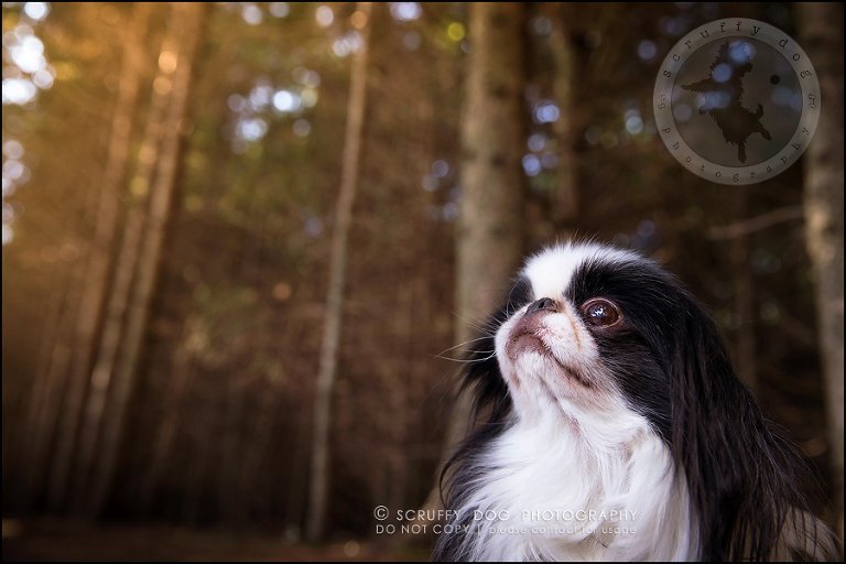 06_Toronto_pet_photographer_Japanese_chins_boey huey zoey szeto-309