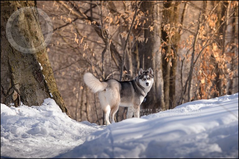 06_ontario_pet_photographer_alame huskies-130
