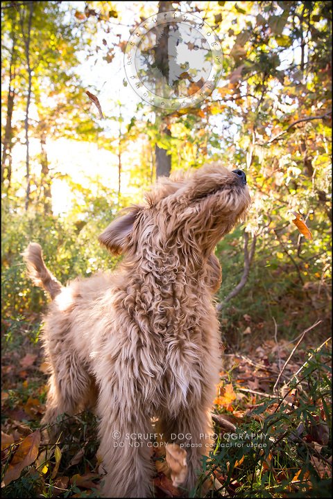 06_toronto_pet_photographer_amadeus wilcox-332