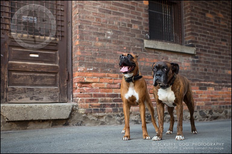 06_windsor_ontario_pet_photographer_capone echo barnett-160