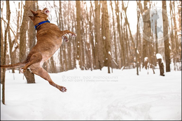 06toronto_ontario_pet_exclusive_photographer_diesel muffin hopkins-115