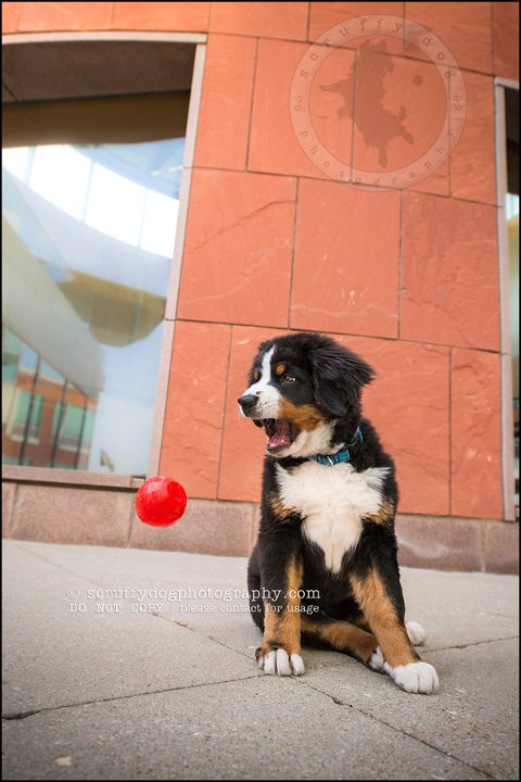 07_Kitchener_ontario_pet_photographer_bruin dawson smith-156-Edit