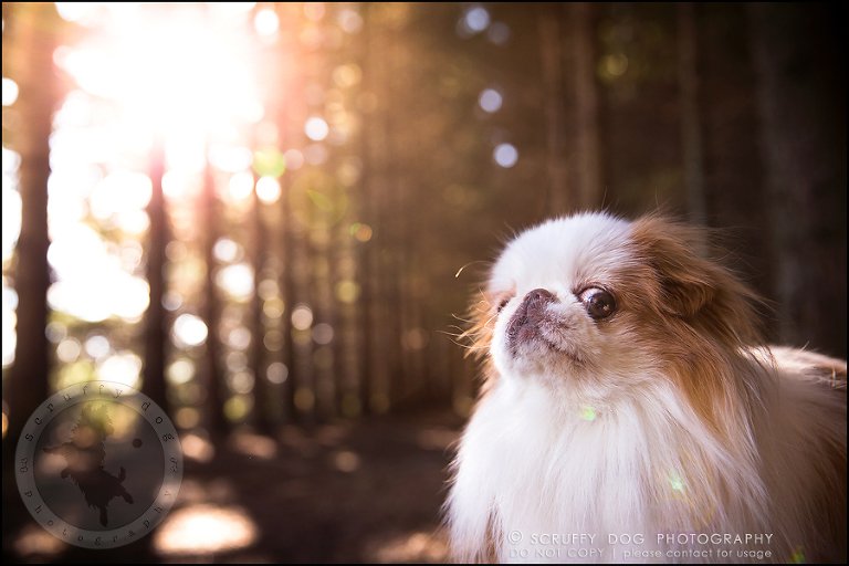 07_Toronto_pet_photographer_Japanese_chins_boey huey zoey szeto-315