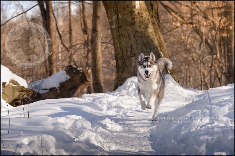 07_ontario_pet_photographer_alame huskies-114
