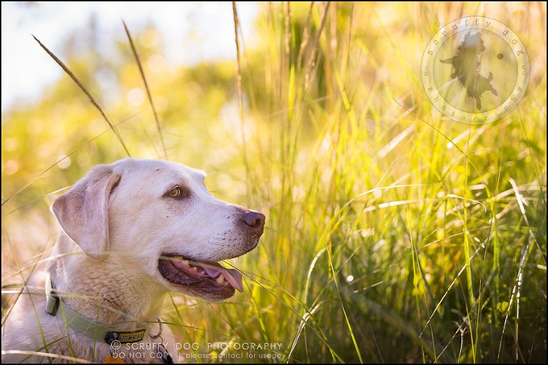 07_ontario_pet_photographer_chewey johnson-240