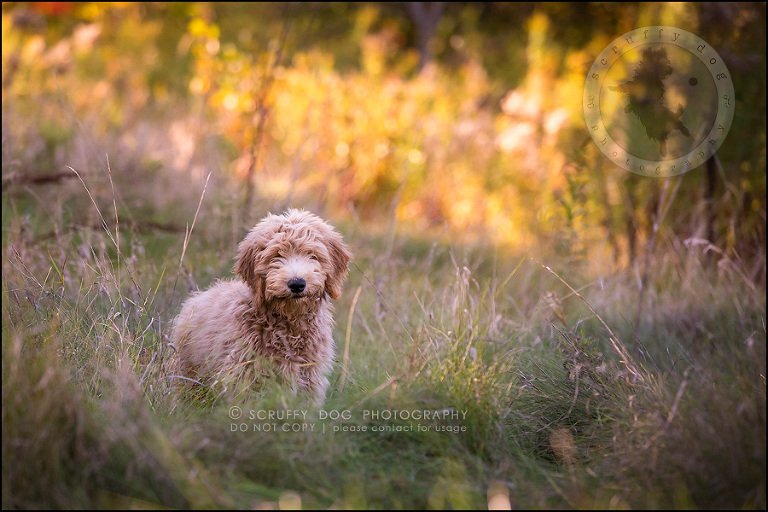 07_toronto_pet_photographer_amadeus wilcox-163