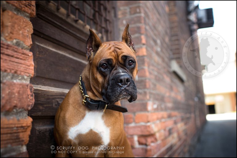 07_windsor_ontario_pet_photographer_capone echo barnett-107