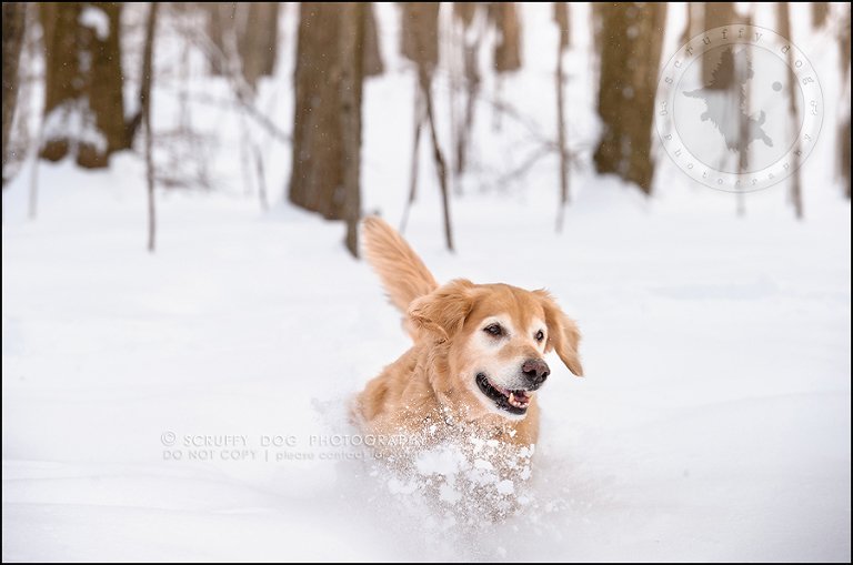 07toronto_ontario_pet_exclusive_photographer_diesel muffin hopkins-11