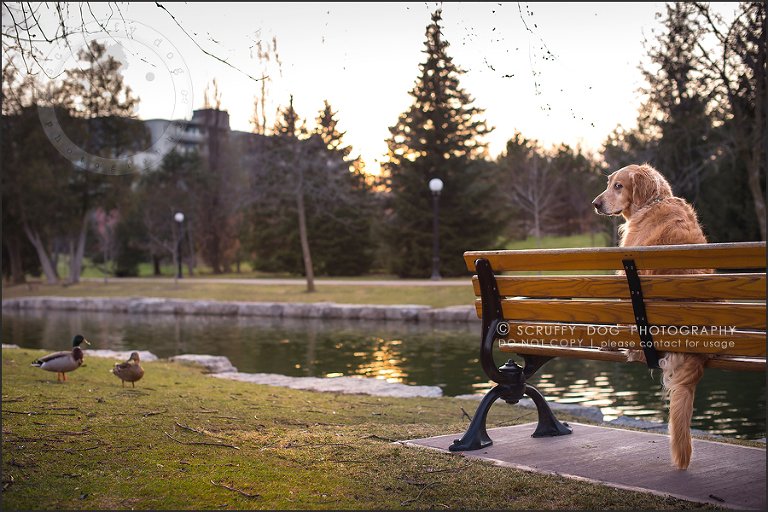 08_Kitchener_ontario_pet_photographer_bruin dawson smith-212