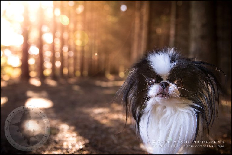 08_Toronto_pet_photographer_Japanese_chins_boey huey zoey szeto-342