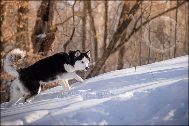 08_ontario_pet_photographer_alame huskies-201