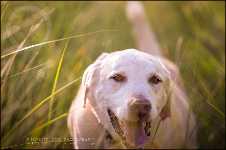 08_ontario_pet_photographer_chewey johnson-189