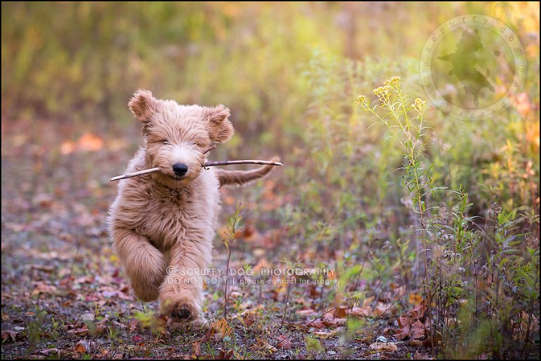 08_toronto_pet_photographer_amadeus wilcox-14