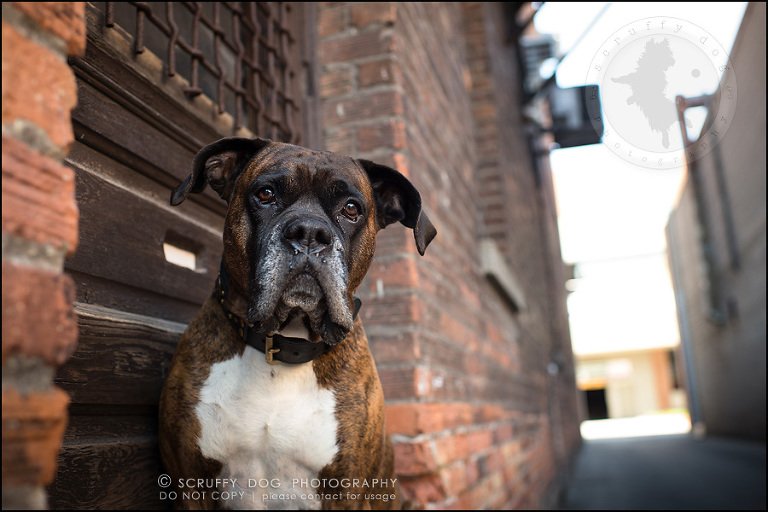 08_windsor_ontario_pet_photographer_capone echo barnett-50