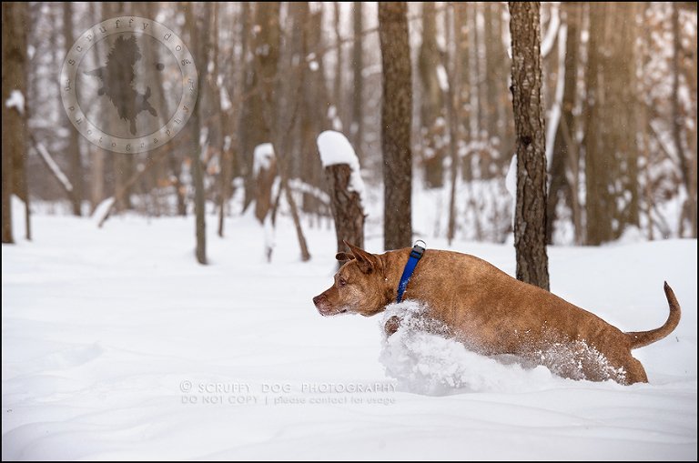 08toronto_ontario_pet_exclusive_photographer_diesel muffin hopkins-6