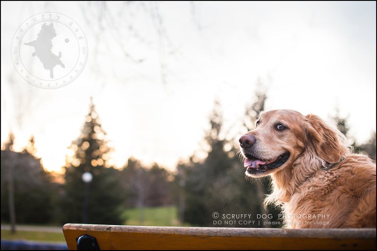 09_Kitchener_ontario_pet_photographer_bruin dawson smith-186-Edit