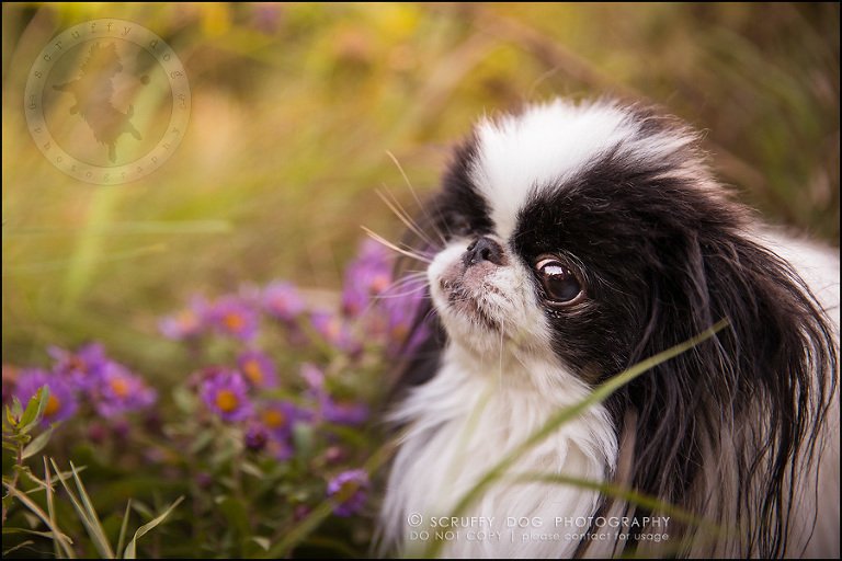 09_Toronto_pet_photographer_Japanese_chins_boey huey zoey szeto-476