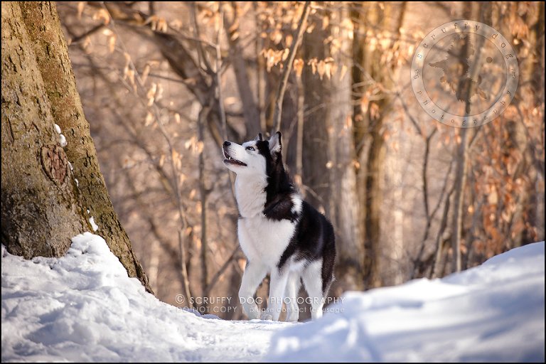 09_ontario_pet_photographer_alame huskies-187