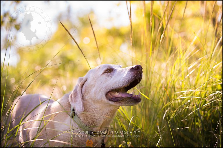 09_ontario_pet_photographer_chewey johnson-222