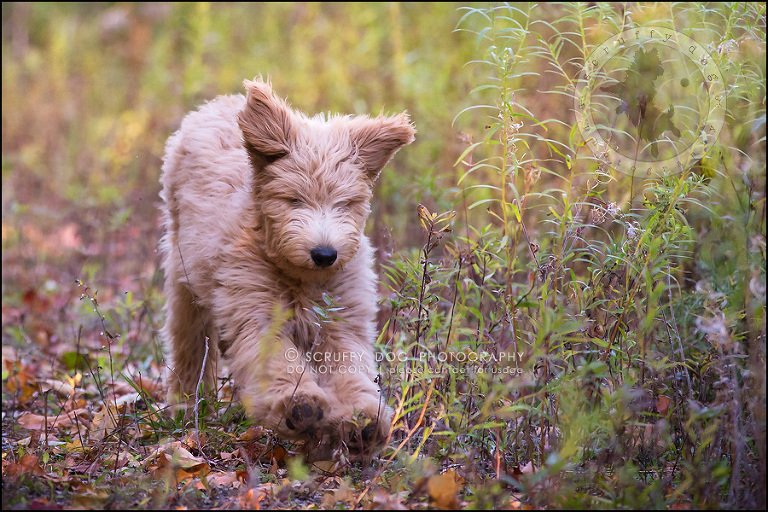 09_toronto_pet_photographer_amadeus wilcox-44