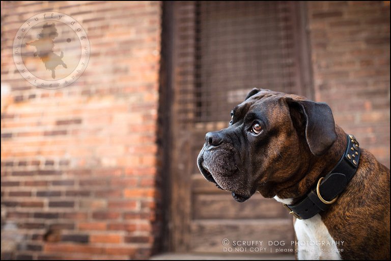 09_windsor_ontario_pet_photographer_capone echo barnett-27