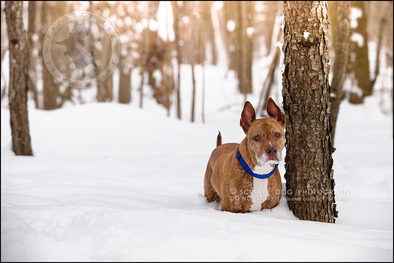 09toronto_ontario_pet_exclusive_photographer_diesel muffin hopkins-109