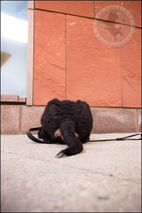 10_Kitchener_ontario_pet_photographer_bruin dawson smith-150