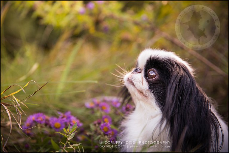 10_Toronto_pet_photographer_Japanese_chins_boey huey zoey szeto-490