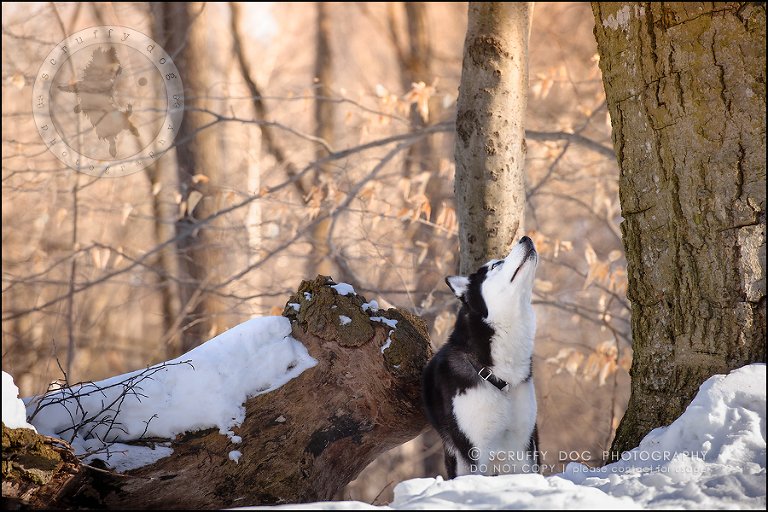 10_ontario_pet_photographer_alame huskies-162-Edit