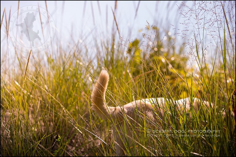 10_ontario_pet_photographer_chewey johnson-186