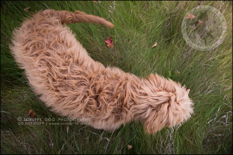 10_toronto_pet_photographer_amadeus wilcox-249