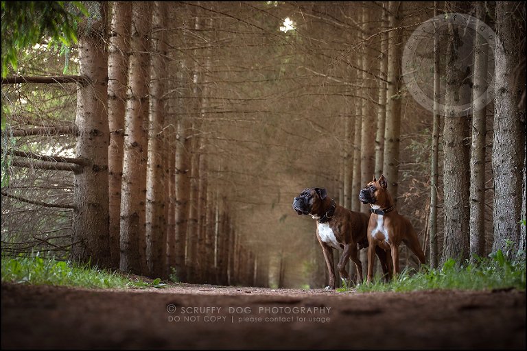 10_windsor_ontario_pet_photographer_capone echo barnett-263