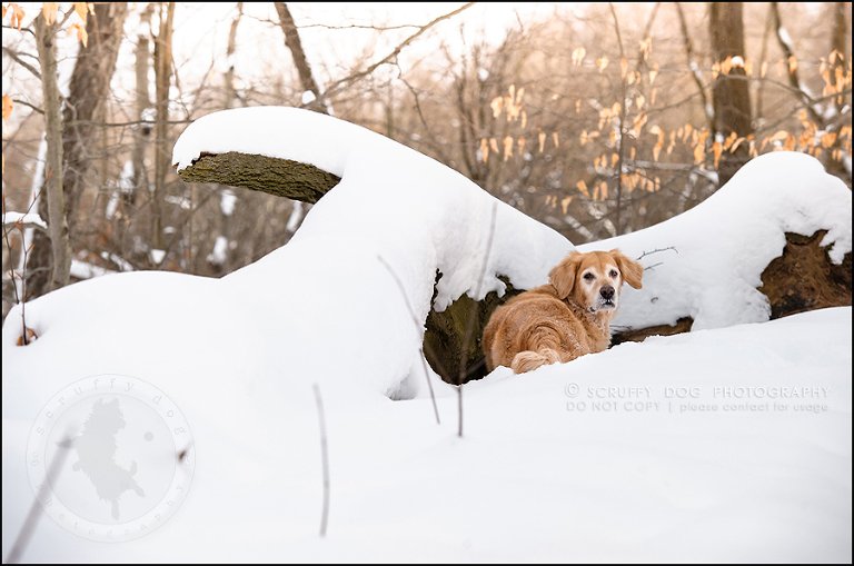 10toronto_ontario_pet_exclusive_photographer_diesel muffin hopkins-143