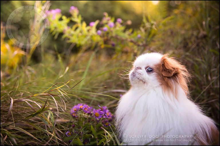 11_Toronto_pet_photographer_Japanese_chins_boey huey zoey szeto-500