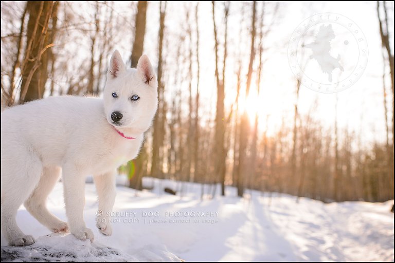 11_ontario_pet_photographer_alame huskies-567