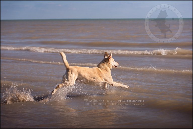 11_ontario_pet_photographer_chewey johnson-249