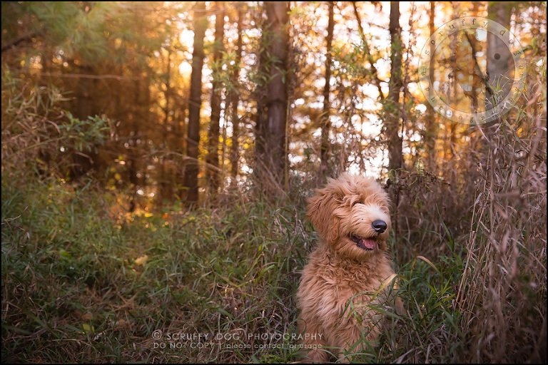 11_toronto_pet_photographer_amadeus wilcox-489