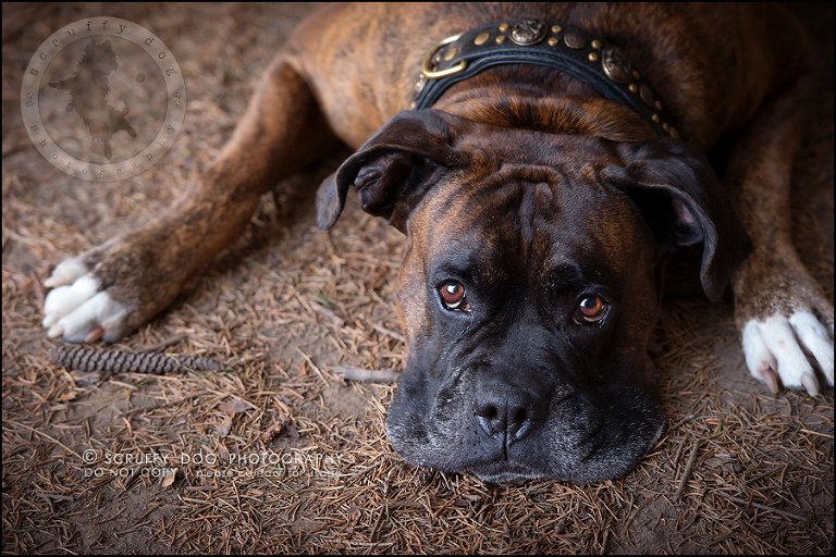 11_windsor_ontario_pet_photographer_capone echo barnett-282