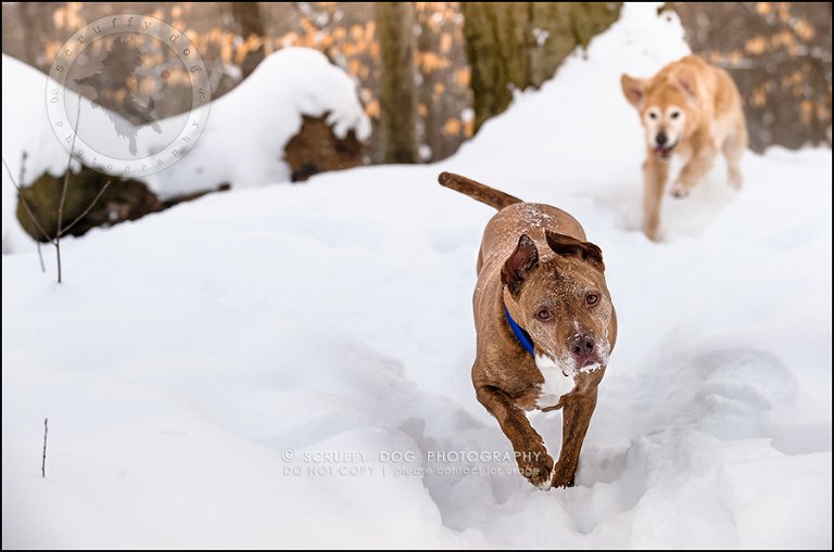 11toronto_ontario_pet_exclusive_photographer_diesel muffin hopkins-167